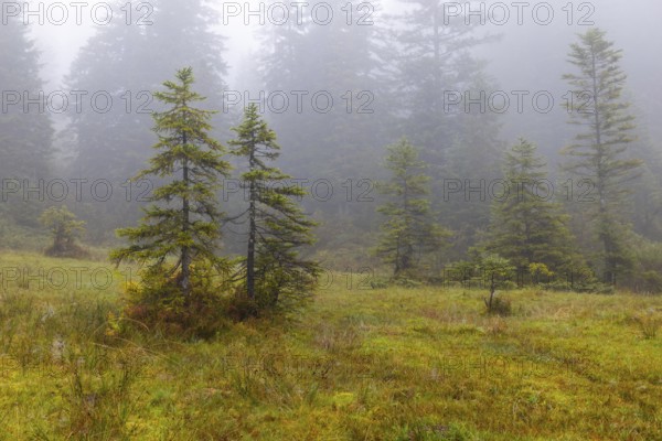 Pines (Pinus) in high moorland, Pine family (Pinaceae), autumn, Furkajoch, Vorarlberg, Austria