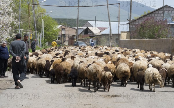 People and a large flock of sheep on a village road surrounded by mountains, Kuchak, Aragatsotn Province, Armenia