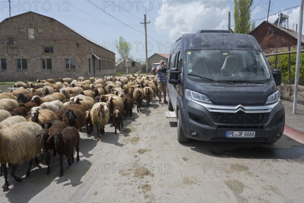 A flock of sheep shares the road with a car, a man fills up with water from a watering can, camper, Kuchak, Aragatsotn Province, Armenia