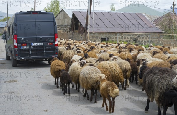 Rear view of a flock of sheep and a vehicle on a narrow road in a village, Camper, Kuchak, Aragatsotn Province, Armenia