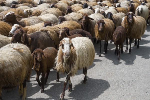 Close-up of a large herd of goats walking along a rural road, Kuchak, Aragatsotn Province, Armenia