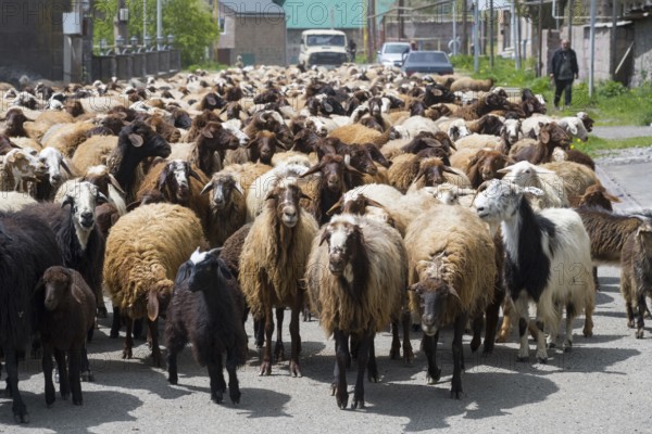 Many goats on a village road in a rural setting. People accompany the herd, Kuchak, Aragatsotn province, Armenia