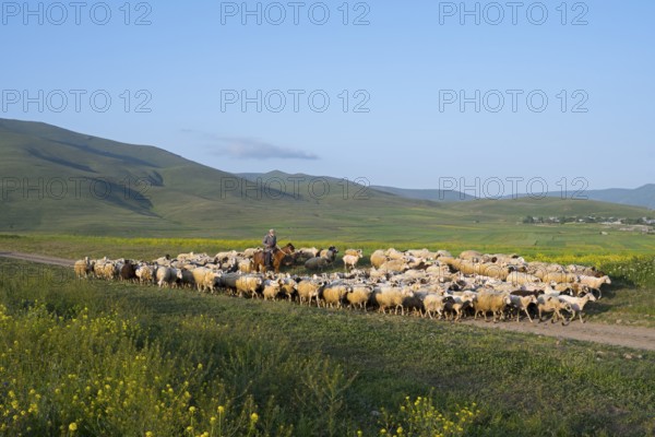 A shepherd leads a flock of sheep across a vast green pasture with rolling hills in the background under a blue sky, near Zovaber, Kotayk province, Armenia