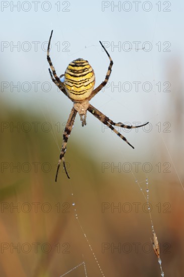 Wasp spider (Argiope bruennichi), female in web, North Rhine-Westphalia, Germany