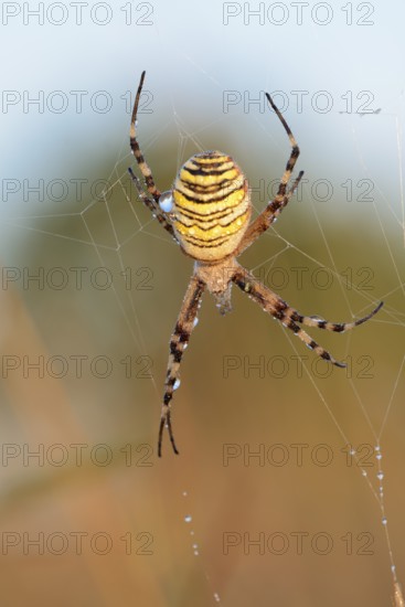 Wasp spider (Argiope bruennichi), female in web, North Rhine-Westphalia, Germany