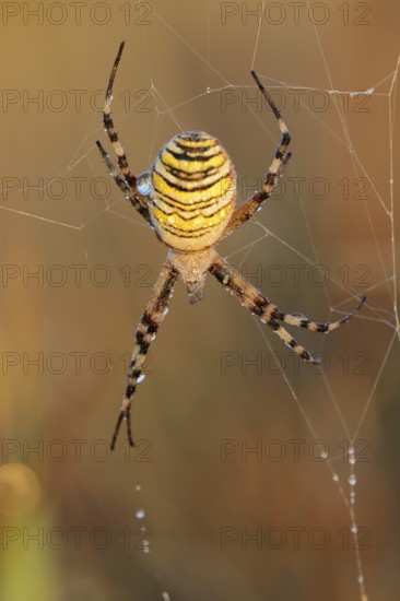 Wasp spider (Argiope bruennichi), female in web, North Rhine-Westphalia, Germany