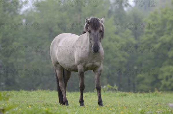 Tail horse (Equus ferus ferus caballus, Equus przewalskii ferus caballus) in a meadow, North Rhine-Westphalia, Germany