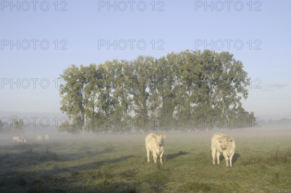 Charolais Cattle (Bos primigenius taurus) on a pasture with morning mist, North Rhine-Westphalia, Germany
