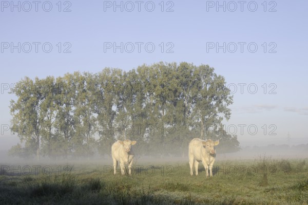 Charolais Cattle (Bos primigenius taurus) on a pasture with morning mist, North Rhine-Westphalia, Germany