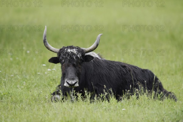 House yak (Bos mutus f. grunniens), North Rhine-Westphalia, Germany