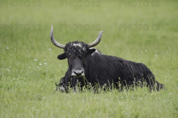House yak (Bos mutus f. grunniens), North Rhine-Westphalia, Germany
