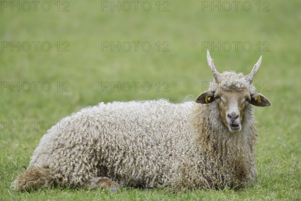 Racket sheep (Ovis aries strepsiceros Hungaricus), North Rhine-Westphalia, Germany