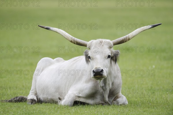 Hungarian Grey Cattle or Hungarian Grey Cattle (Bos primigenius f. taurus), cow, Hungary
