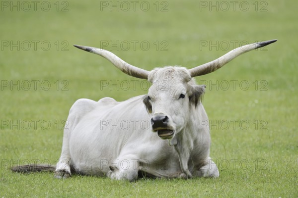 Hungarian Grey Cattle or Hungarian Grey Cattle (Bos primigenius f. taurus), cow, Hungary