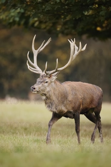 Red deer (Cervus elaphus) in the rutting season, North Rhine-Westphalia, Germany