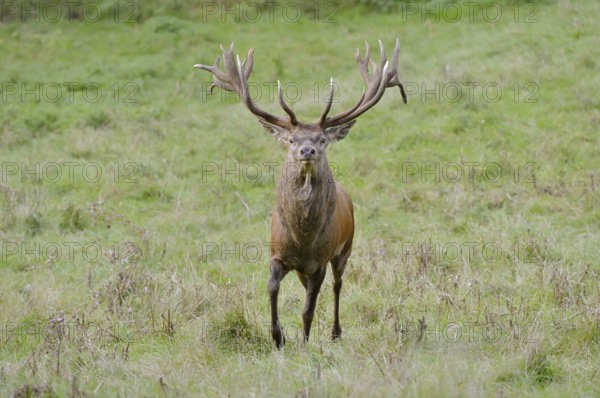 Red deer (Cervus elaphus) in the rutting season, North Rhine-Westphalia, Germany