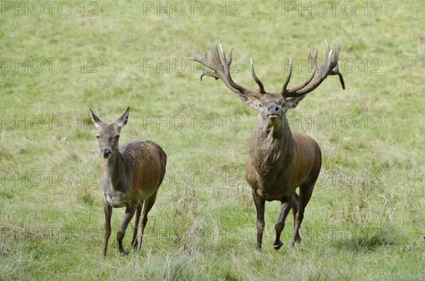 Red deer (Cervus elaphus), stag and doe in the rut, North Rhine-Westphalia, Germany