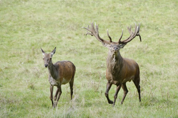 Red deer (Cervus elaphus), stag and doe in the rut, North Rhine-Westphalia, Germany