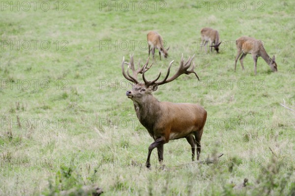 Red deer (Cervus elaphus) with female in the rutting season, North Rhine-Westphalia, Germany