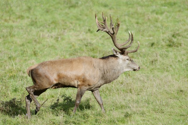 Red deer (Cervus elaphus) in the rutting season, North Rhine-Westphalia, Germany