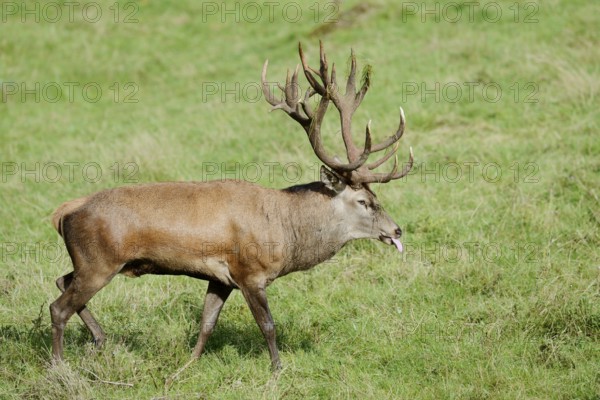 Red deer (Cervus elaphus) in the rutting season, North Rhine-Westphalia, Germany