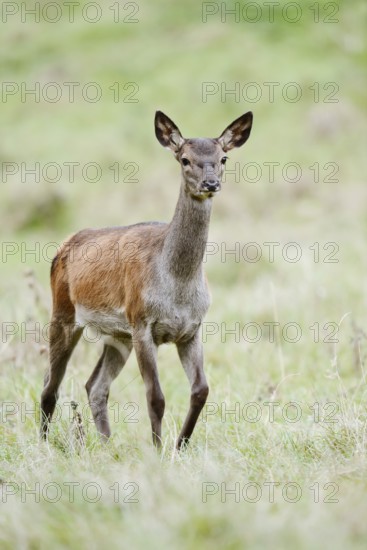 Red deer (Cervus elaphus), doe, North Rhine-Westphalia, Germany