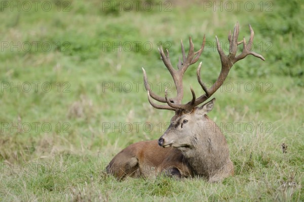 Red deer (Cervus elaphus) in the rutting season, North Rhine-Westphalia, Germany