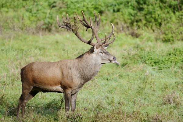Red deer (Cervus elaphus) in the rutting season, North Rhine-Westphalia, Germany