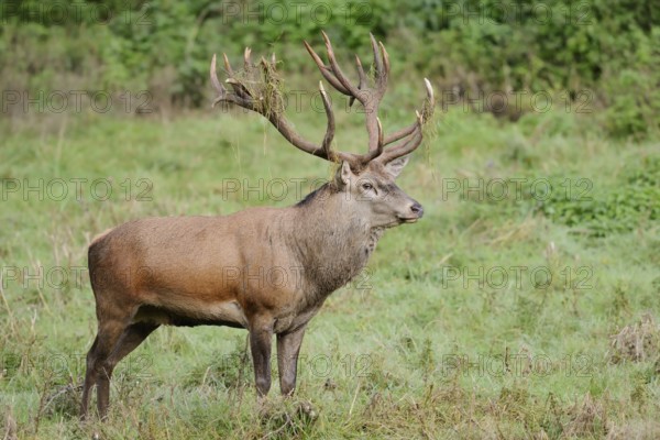 Red deer (Cervus elaphus) in the rutting season, North Rhine-Westphalia, Germany