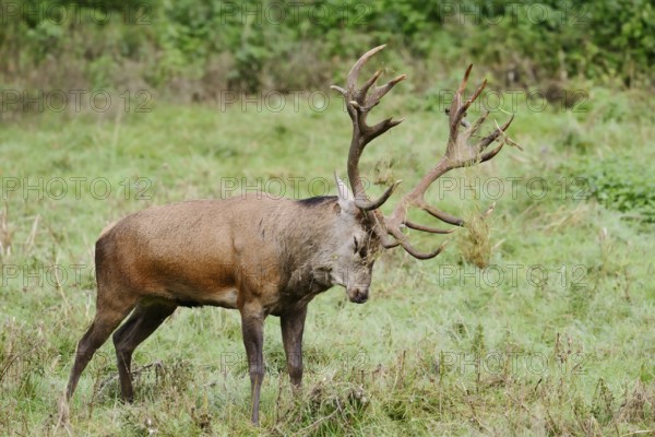 Red deer (Cervus elaphus) forked in a meadow during the rutting season, North Rhine-Westphalia, Germany