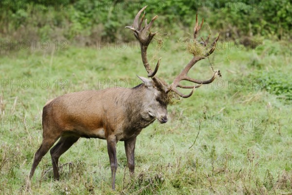 Red deer (Cervus elaphus) forked in a meadow during the rutting season, North Rhine-Westphalia, Germany