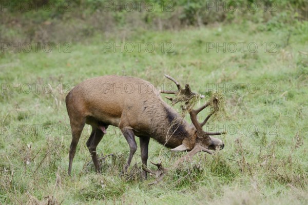 Red deer (Cervus elaphus) forked in a meadow during the rutting season, North Rhine-Westphalia, Germany