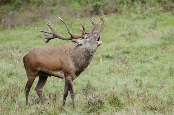 Red deer (Cervus elaphus) roaring in the rutting season, North Rhine-Westphalia, Germany