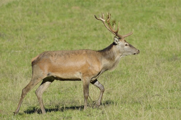 Red deer (Cervus elaphus), stag during the rutting season, North Rhine-Westphalia, Germany