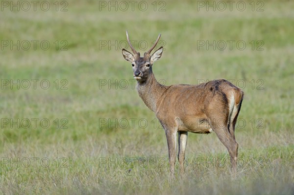 Red deer (Cervus elaphus), spit stands in a meadow, North Rhine-Westphalia, Germany