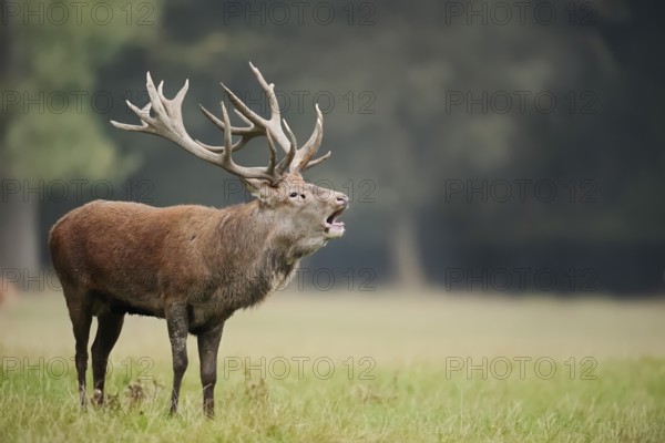 Red deer (Cervus elaphus) roaring in the rutting season, North Rhine-Westphalia, Germany