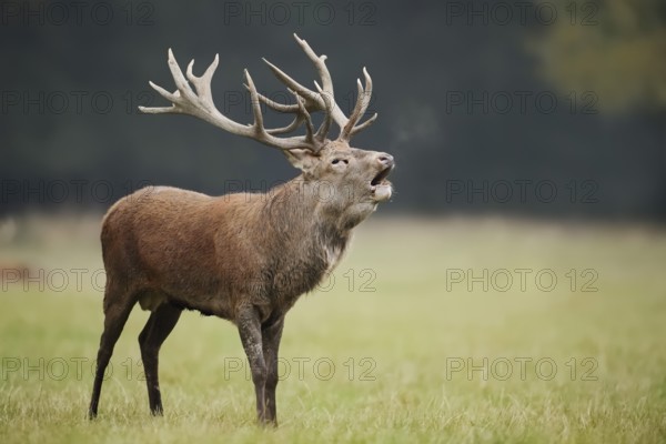 Red deer (Cervus elaphus) roaring in the rutting season, North Rhine-Westphalia, Germany