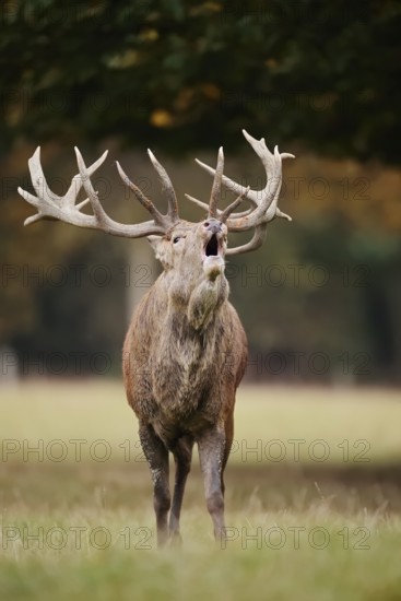 Red deer (Cervus elaphus) roaring in the rutting season, North Rhine-Westphalia, Germany