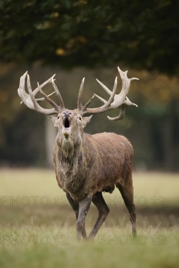 Red deer (Cervus elaphus) roaring in the rutting season, North Rhine-Westphalia, Germany