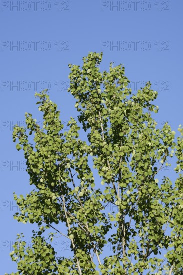 Trembling poplar or aspen (Populus tremula), North Rhine-Westphalia, Germany