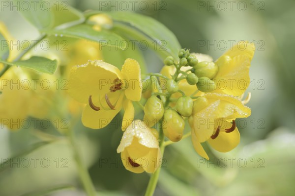 Spice bark or Argentine senna (Senna corymbosa, Cassia corymbosa), flowers, North Rhine-Westphalia, Germany, native to South America