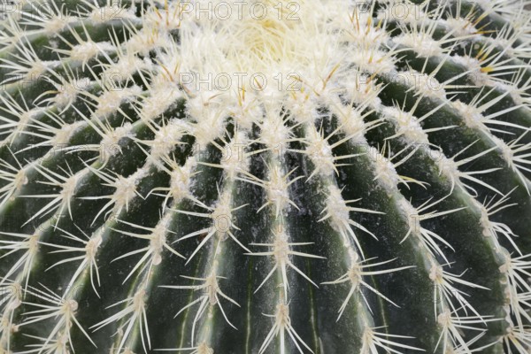 Golden ball cactus, mother-in-law's chair or mother-in-law's chair (Echinocactus grusonii), thorns, occurrence in Mexico