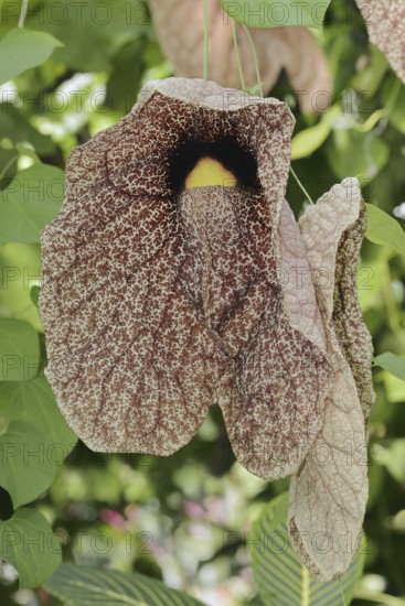 Giant pipeflower or giant pipevine (Aristolochia gigantea, Aristolochia sylvicola), flower, native to South America