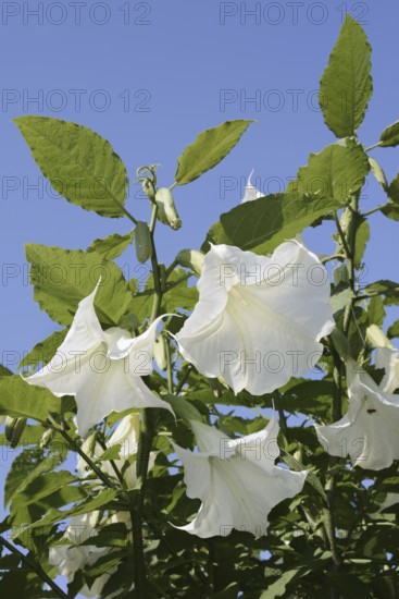 Angel's trumpet (Brugmansia arborea), flowers, ornamental plant, North Rhine-Westphalia, Germany