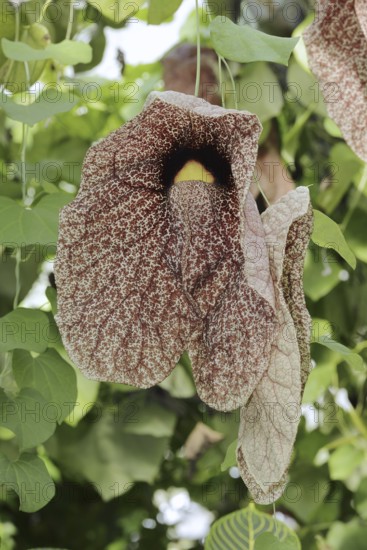 Giant pipeflower or giant pipevine (Aristolochia gigantea, Aristolochia sylvicola), flower, native to South America