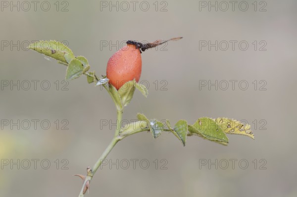 Dog rose (Rosa canina), branch with rose hip, North Rhine-Westphalia, Germany