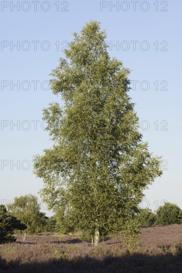 Silver birch (Betula pendula) in a flowering heath landscape, Westruper Heide, North Rhine-Westphalia, Germany