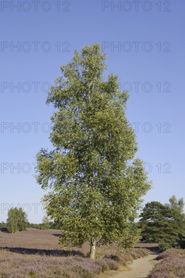 Hanging birch (Betula pendula) and hiking trail in blooming heath landscape, Westruper Heide, North Rhine-Westphalia, Germany