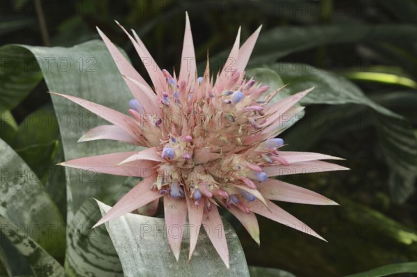 Lance rosette (Aechmea fasciata), inflorescence, native to Brazil