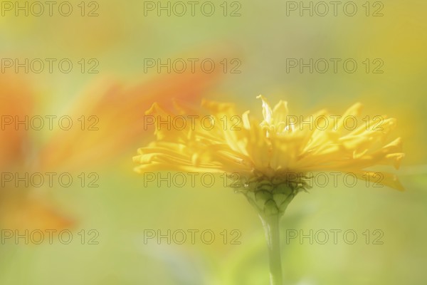 Zinnia (Zinnia elegans, Zinnia violacea), flower, ornamental plant, double exposure, North Rhine-Westphalia, Germany